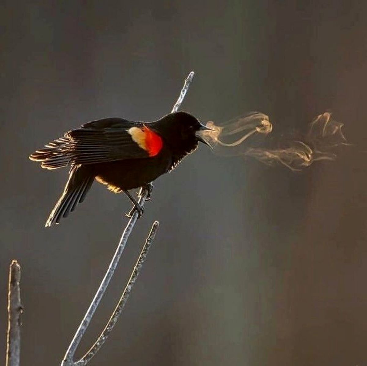 این پرنده شدت سرما را نشان می دهد+عکس