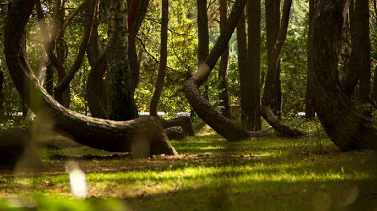 آشنایی با جنگل کاجی که درخت‌هایش با زاویه قائمه رشد می‌کنند!