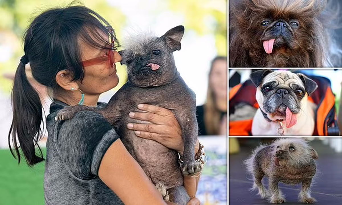 برنده مسابقه زشت‌ترین سگ جهان را ببینید! +تصاویر