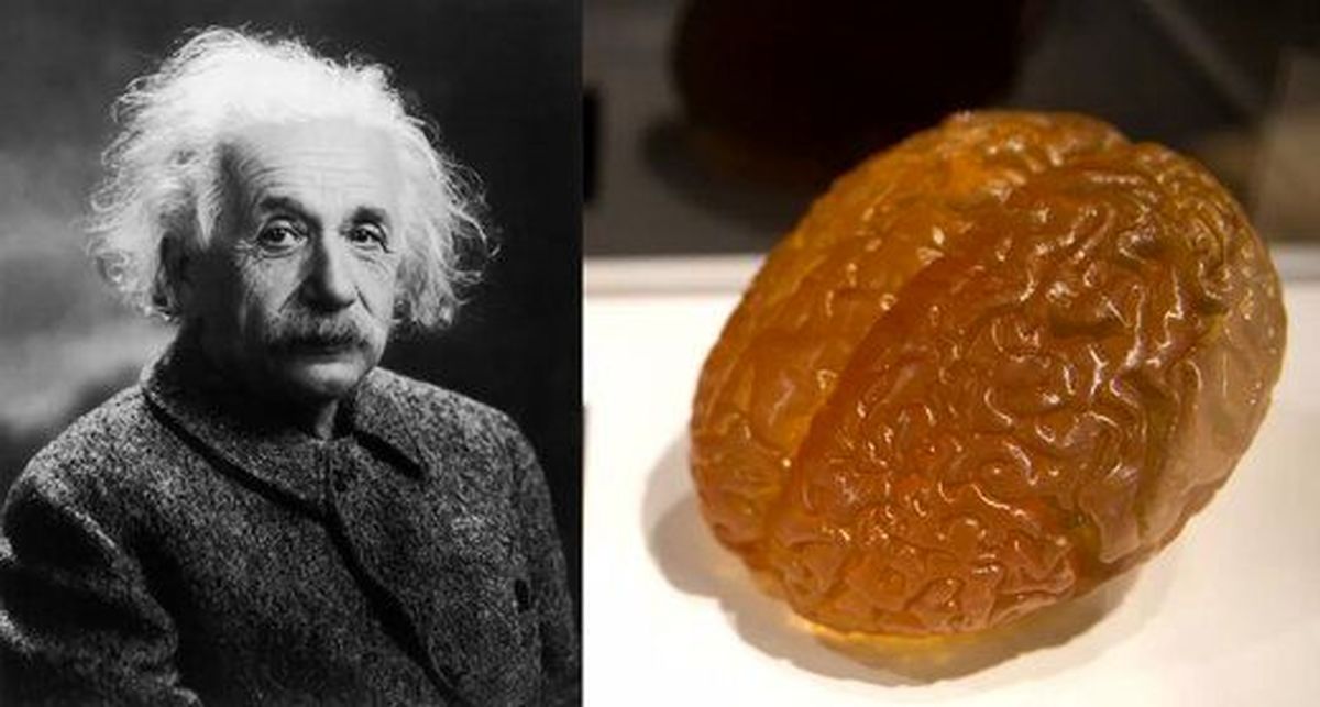 مغز انیشتین کجاست؟+عکس