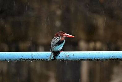 بارش باران‌های موسمی در هند