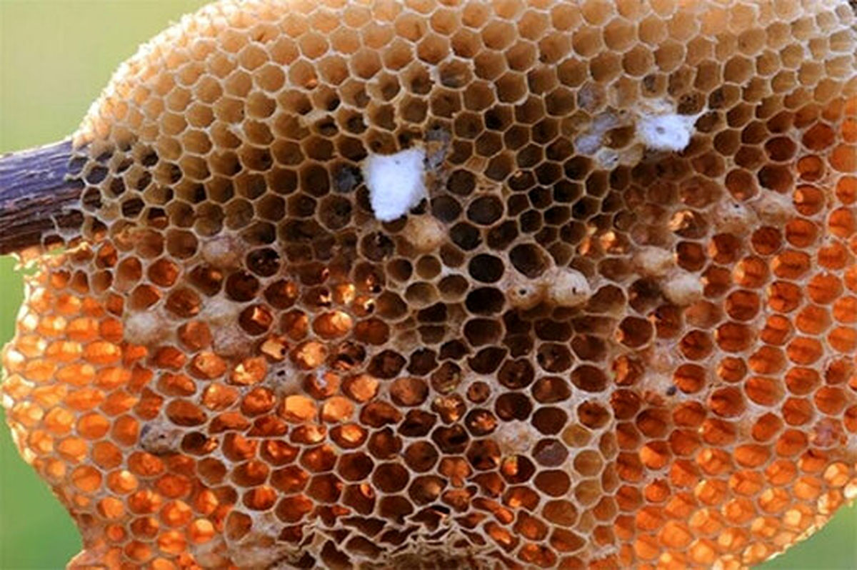 این نوع زنبورها توپ‌ بازی می‌کنند!
