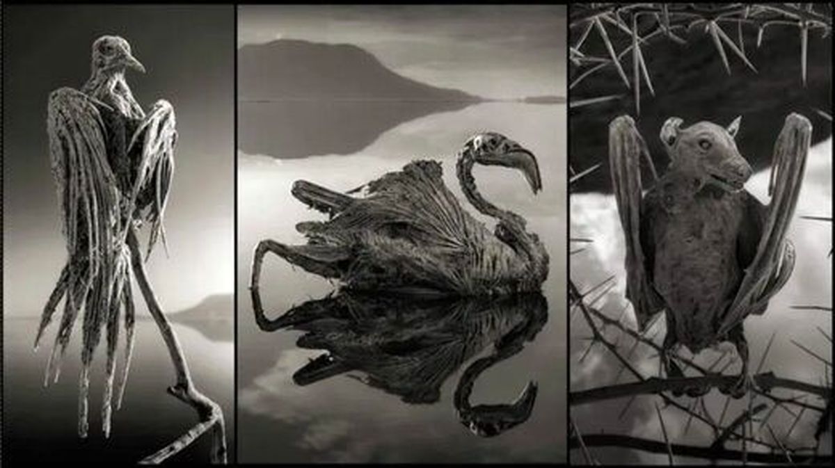 آشنایی با دریاچه‌ای که هر موجودی را به سنگ تبدیل می‌کند!+عکس