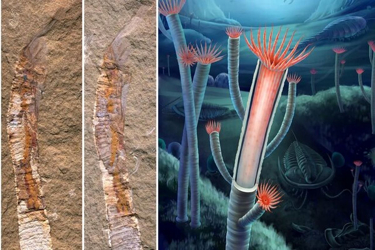 کشف فسیل ۵۵۰ میلیون ساله پرده از یک راز بزرگ 