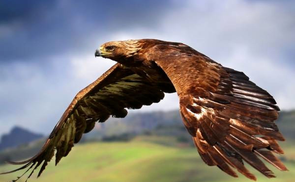 آشنایی با سریع ترین پرنده جهان و با سرعتی باورنکردنی!